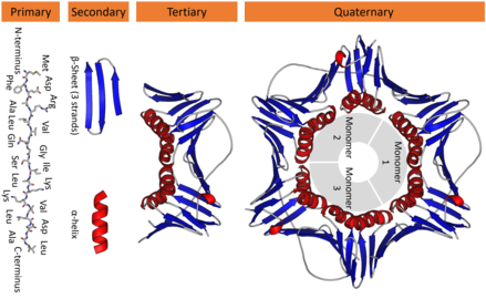 Proteint structure division, taken from Wikipedia